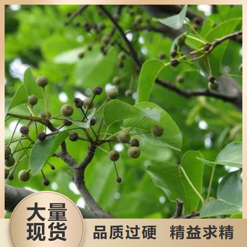 杜梨奧紅一號梨苗發貨及時