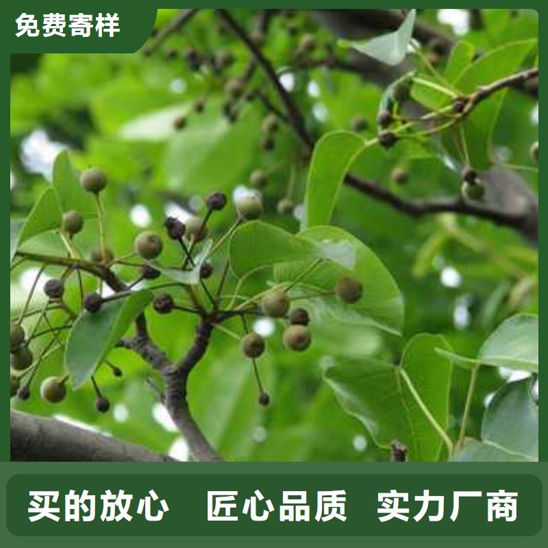 杜梨奧紅一號梨苗發貨及時