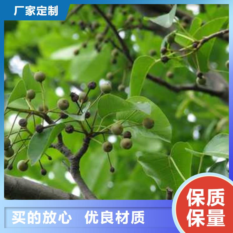 杜梨奥红全红梨树苗实体诚信厂家