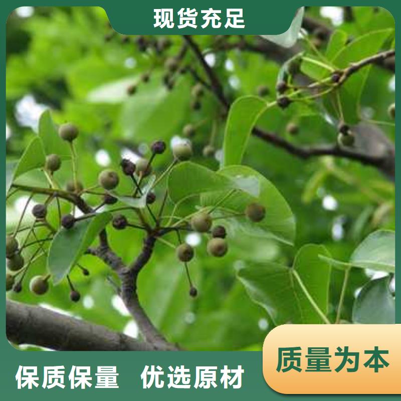 杜梨-杜梨苗源厂供货
