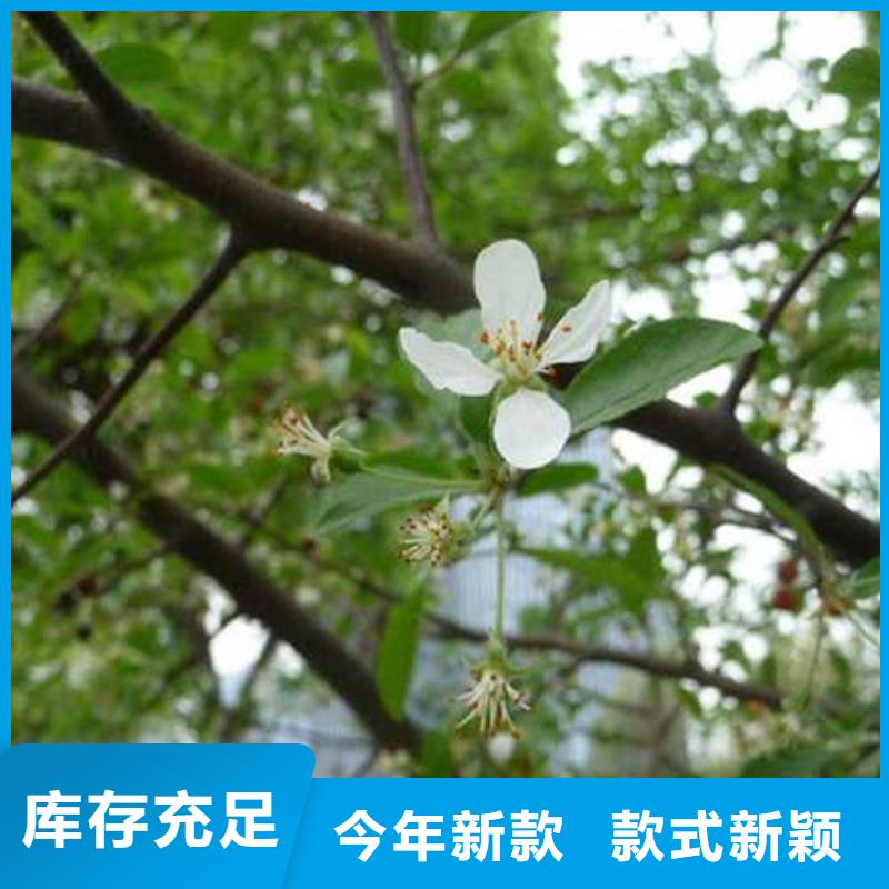 杜梨小苗管理方式
