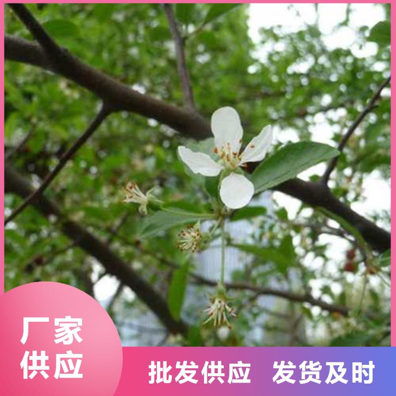 杜梨奥红全红梨树苗实体诚信厂家