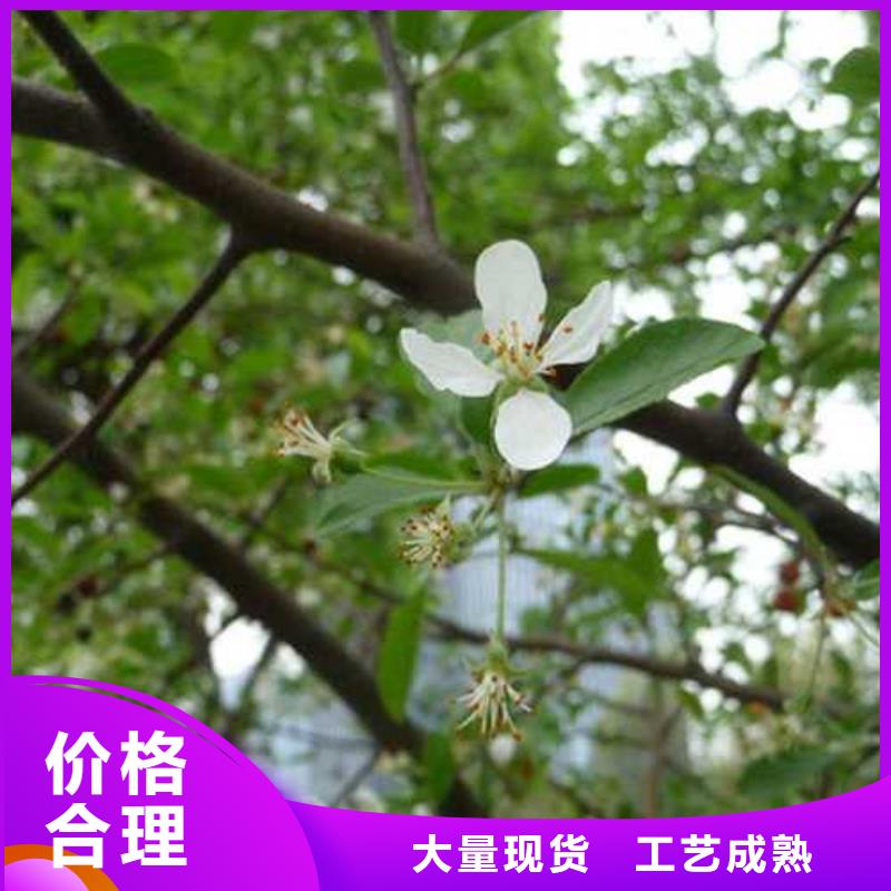 杜梨奧紅一號梨苗發貨及時