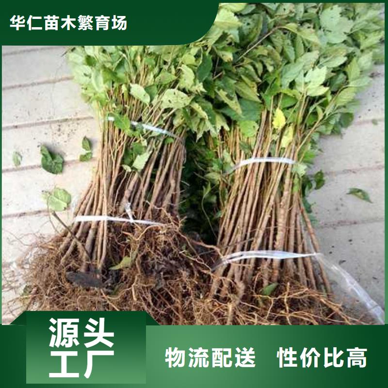 杜梨,毛桃苗来图定制