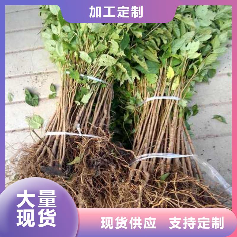 杜梨奥红全红梨树苗实体诚信厂家