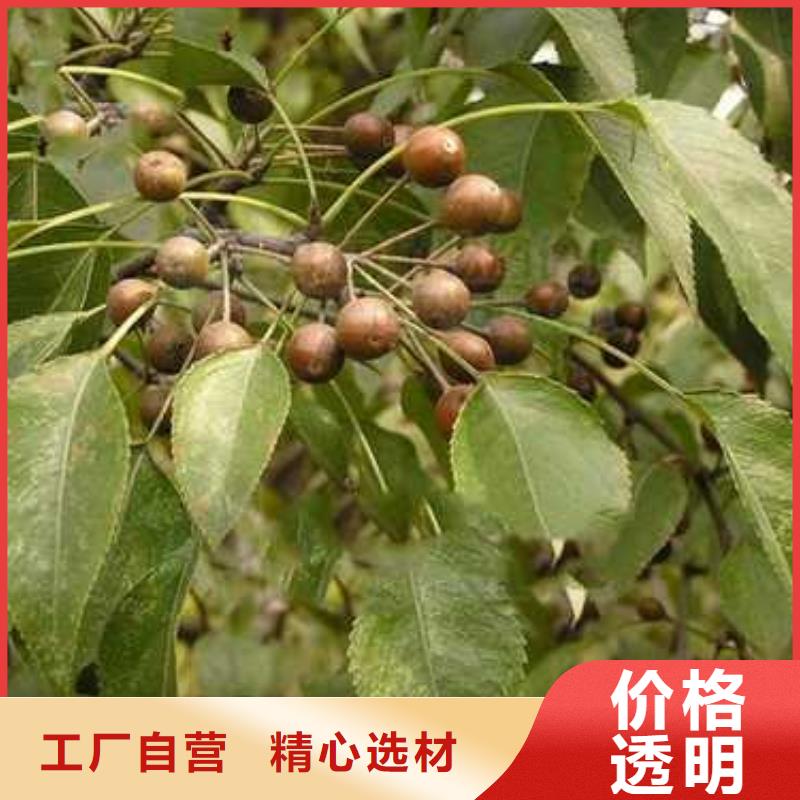 杜梨奧紅一號梨苗發貨及時