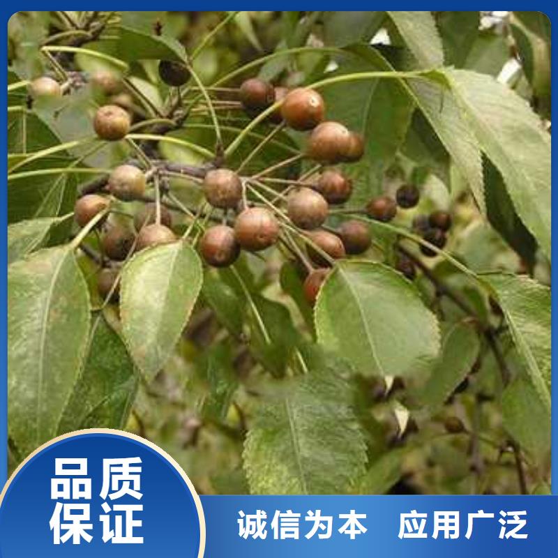 杜梨小苗管理方式
