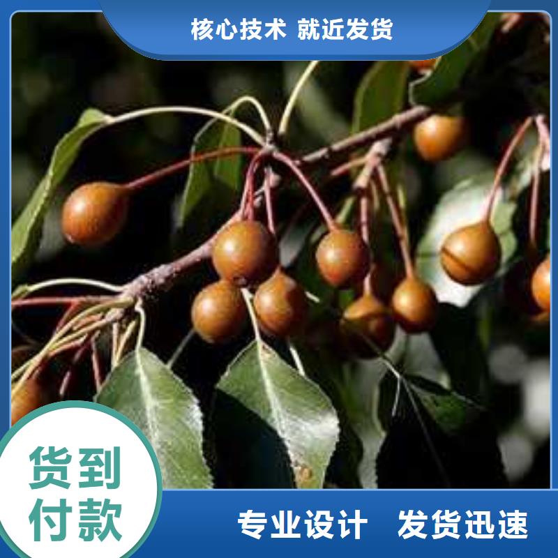 杜梨小苗管理方式