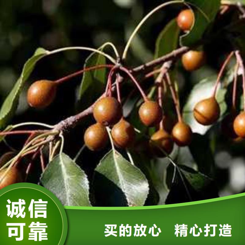 杜梨皇冠梨樹苗自有生產工廠