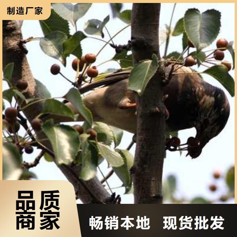 杜梨小苗管理方式