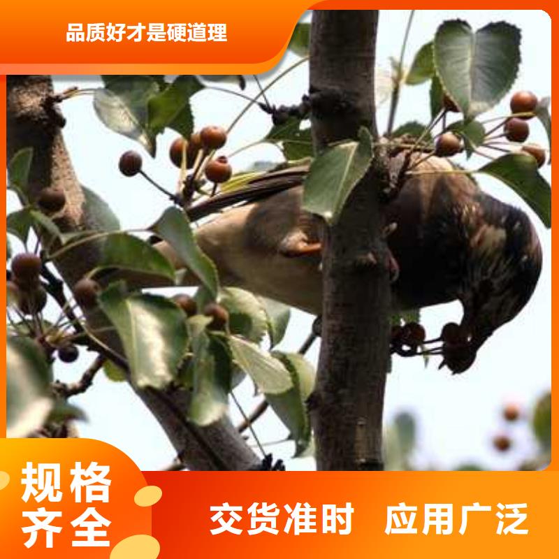 杜梨香酥梨树苗品质无所畏惧