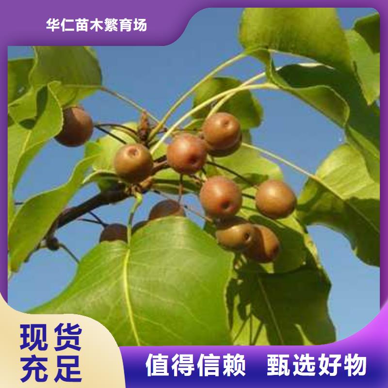 杜梨皇冠梨樹苗自有生產工廠