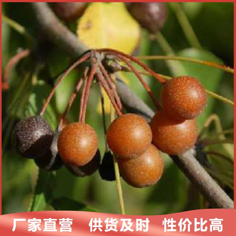 杜梨皇冠梨樹苗自有生產工廠