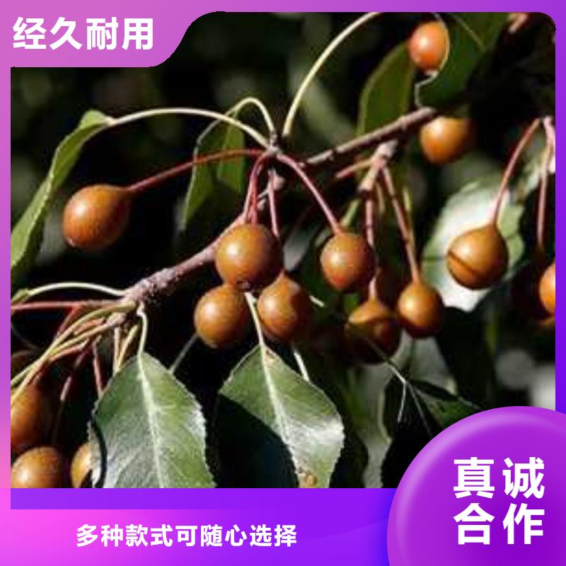 杜梨小苗管理方式