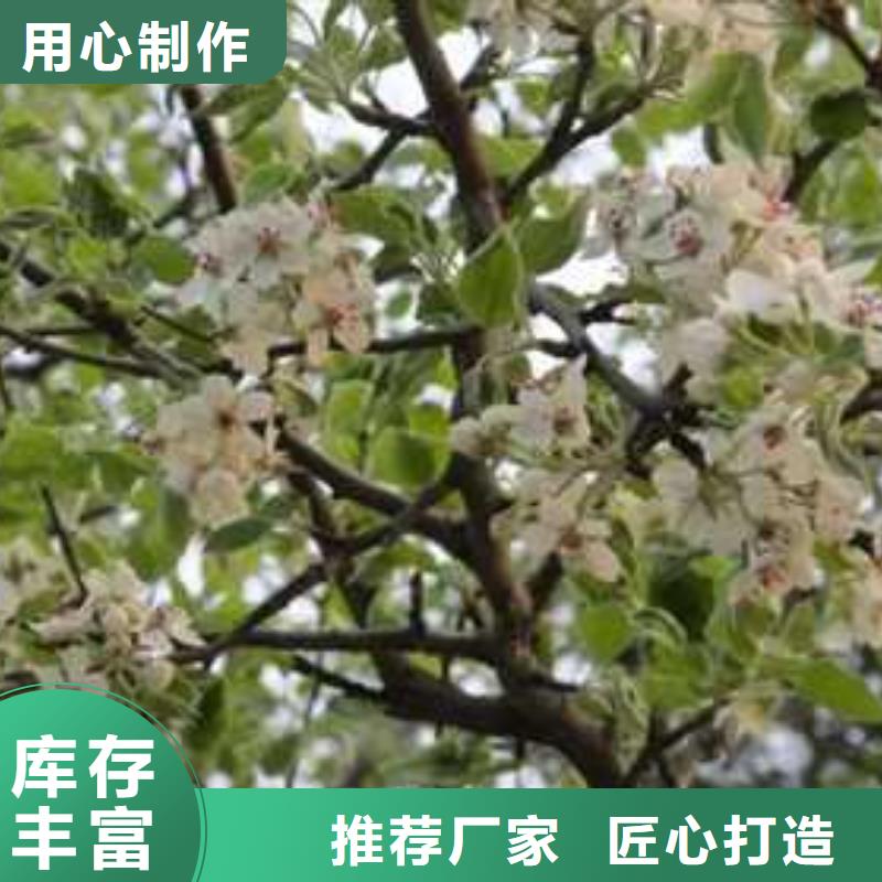 杜梨皇冠梨樹苗自有生產工廠