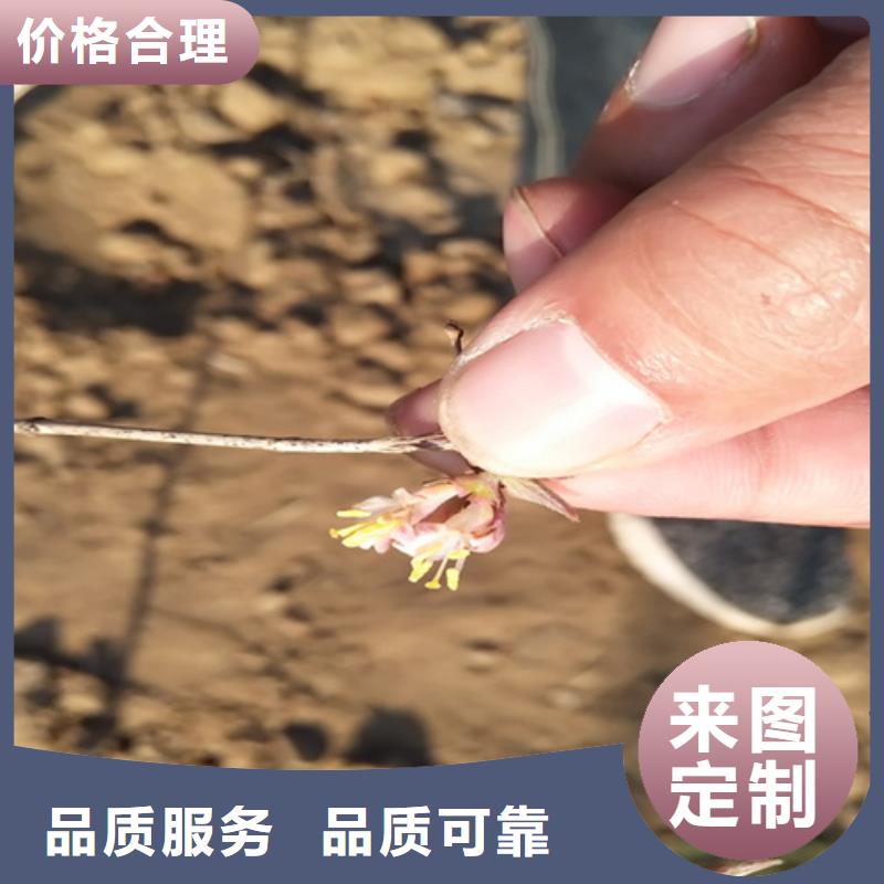 杈杷果-藍(lán)莓苗廠家批發(fā)價(jià)