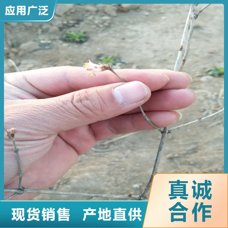 杈杷果苹果苗使用方法