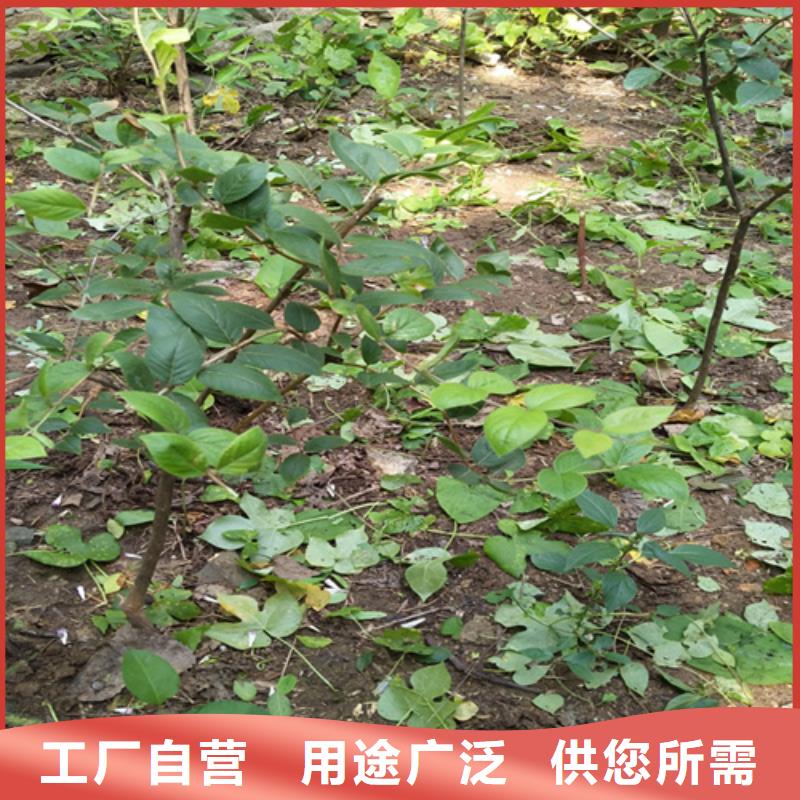 杈杷果,桃树苗客户好评