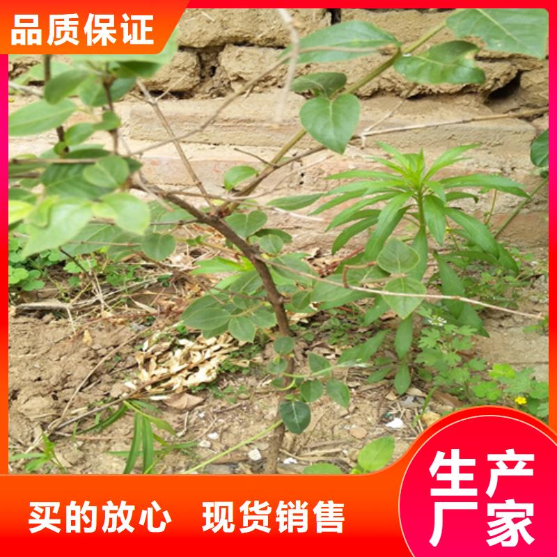 杈杷果苹果苗使用方法