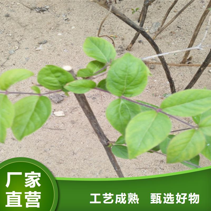 杈杷果_桃樹苗拒絕中間商