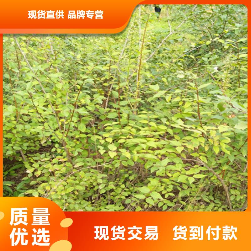 石榴树视频-杜集|相山|蚌埠|巢湖|宿州|芜湖|铜陵|宣城石榴树精致工艺-轩园园艺场(淮北市分公司)