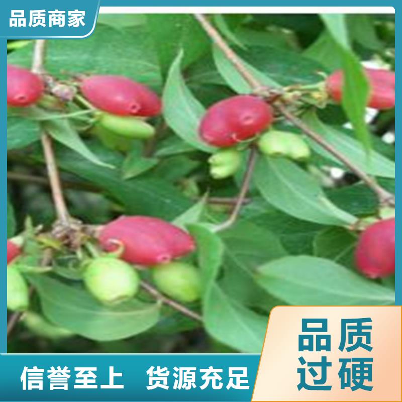 杈杷果苗一畝地多少棵