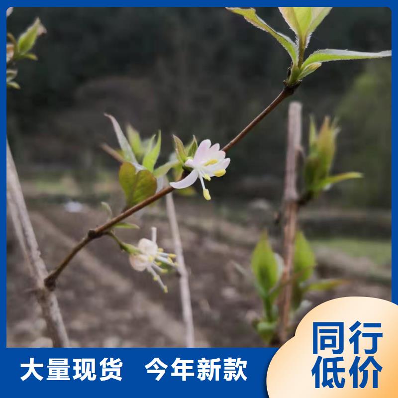 杈杷果_3公分軟籽石榴苗專心專注專業(yè)