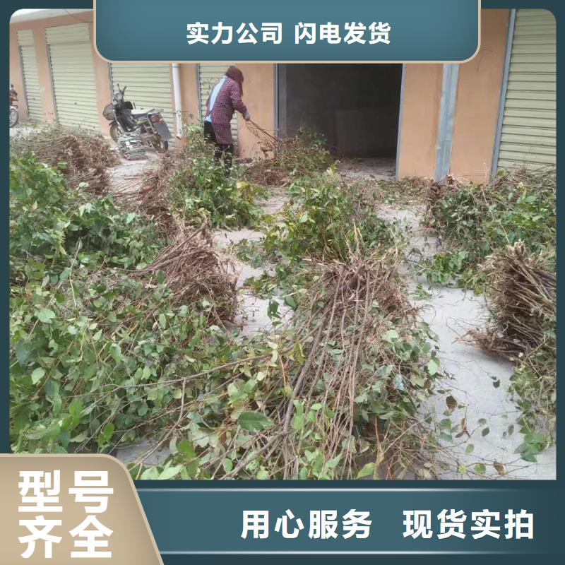 杈杷果石榴樹嚴(yán)選好貨