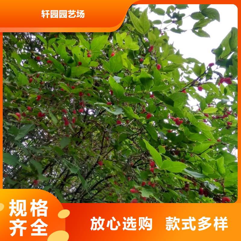 石榴树视频-杜集|相山|蚌埠|巢湖|宿州|芜湖|铜陵|宣城石榴树精致工艺-轩园园艺场(淮北市分公司)