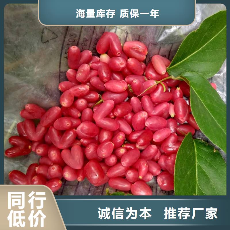 杈杷果苗批發(fā)零售