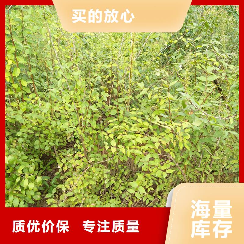 杈杷果樹苗什么時(shí)間移栽