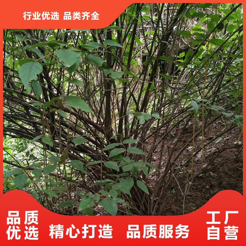 杈杷果,桃树苗客户好评
