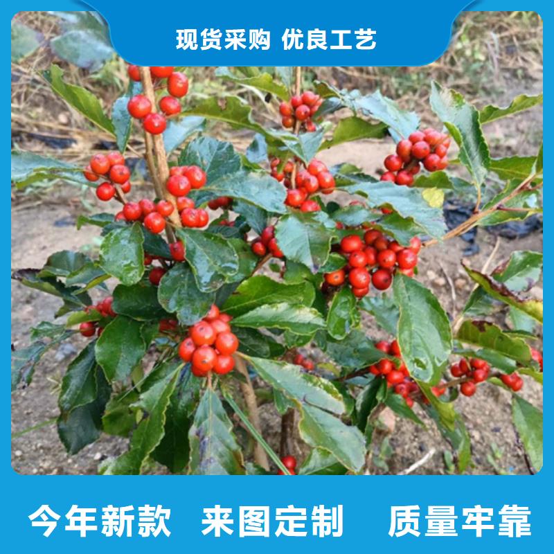 北美冬青梨樹苗實(shí)力商家