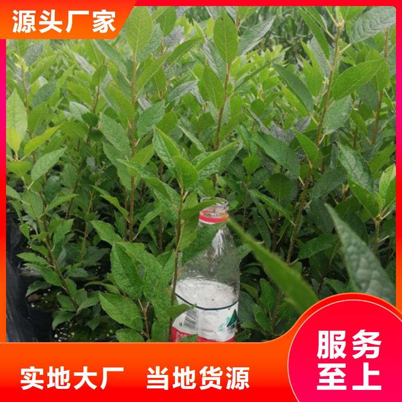 北美冬青-藍莓苗出貨及時