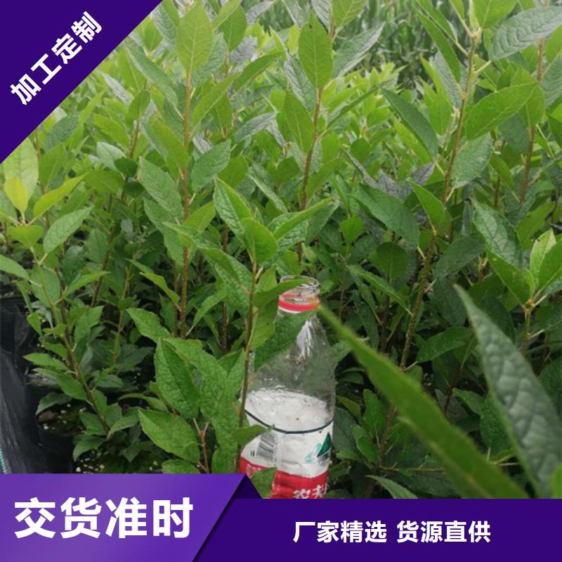 北美冬青【桃樹苗】優選原材