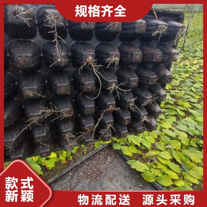 北美冬青苗什么時間移栽