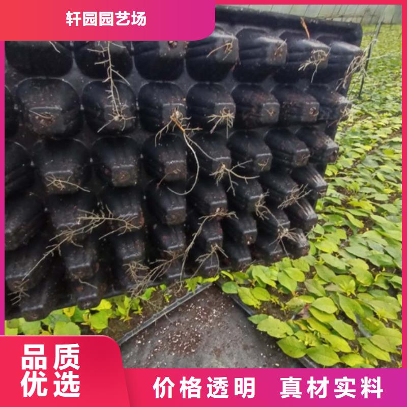 石榴树视频-辽宁省铁岭市轩园石榴树可服务区域调兵山|开原|鞍山|辽阳|大连|葫芦岛|本溪|营口等