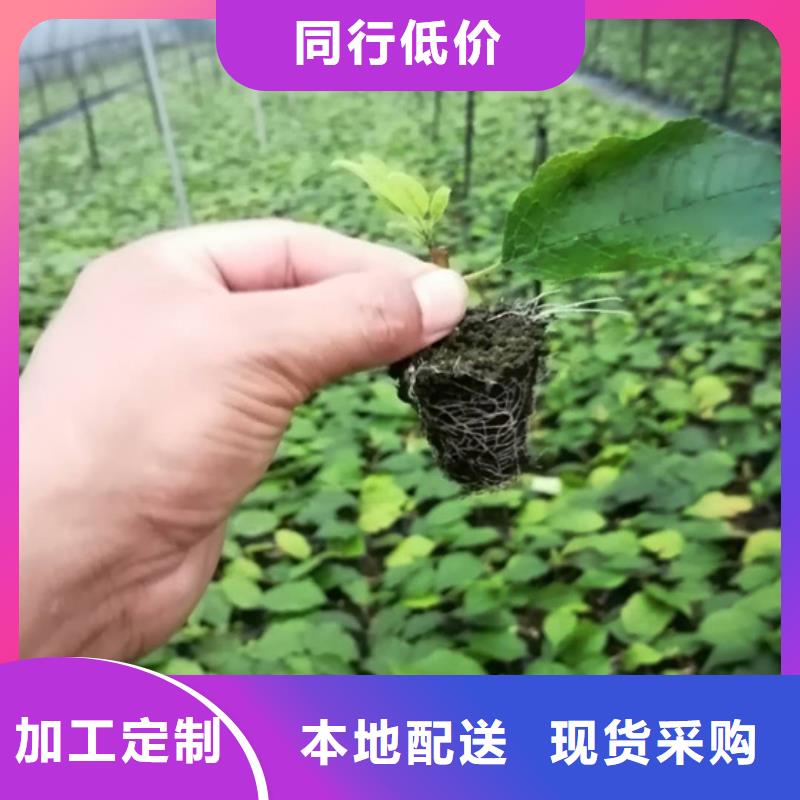 北美冬青苗批發價格