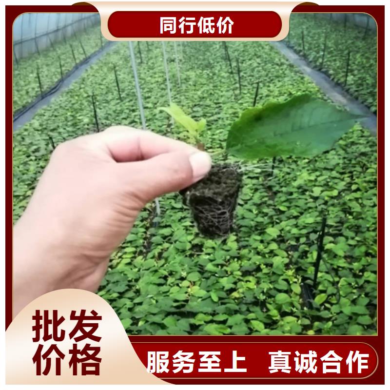 北美冬青苗成活率高