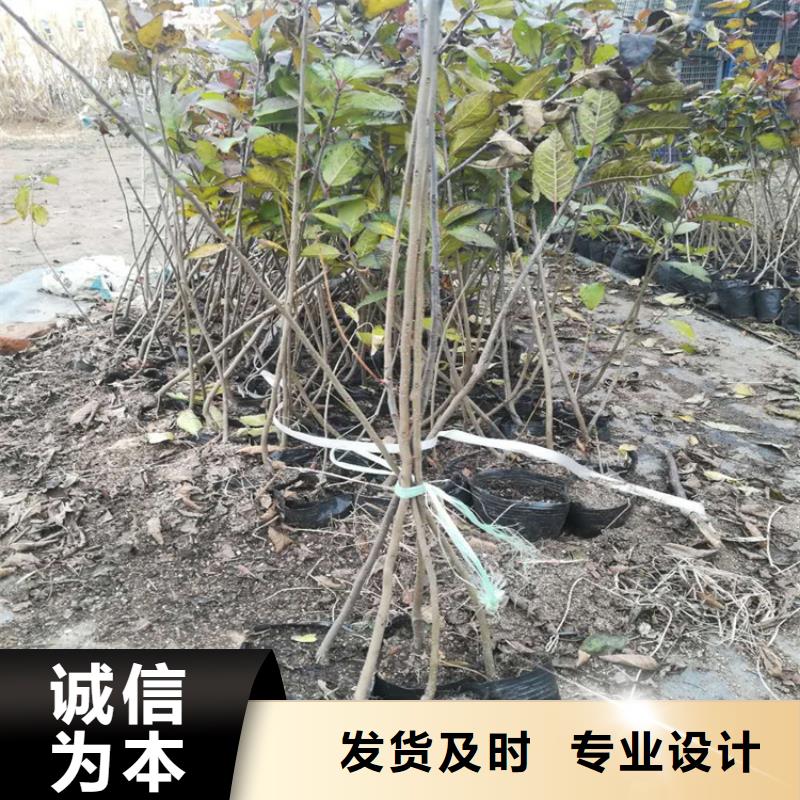 石榴树视频-辽宁省铁岭市轩园石榴树可服务区域调兵山|开原|鞍山|辽阳|大连|葫芦岛|本溪|营口等