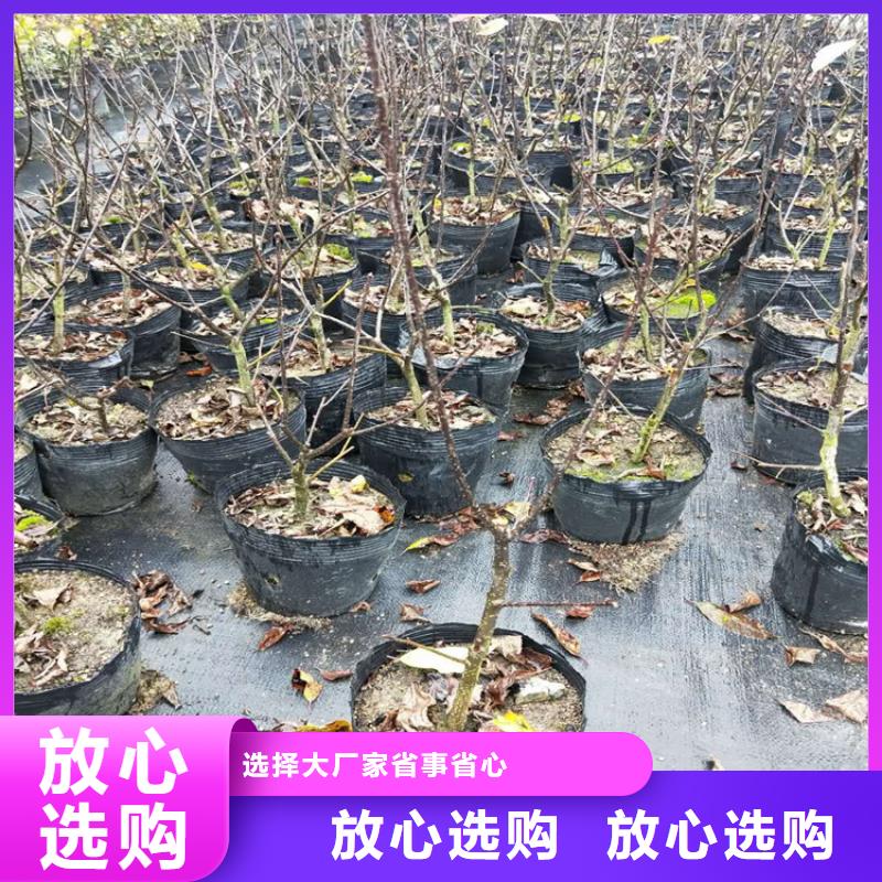 北美冬青【藍莓苗】甄選好廠家