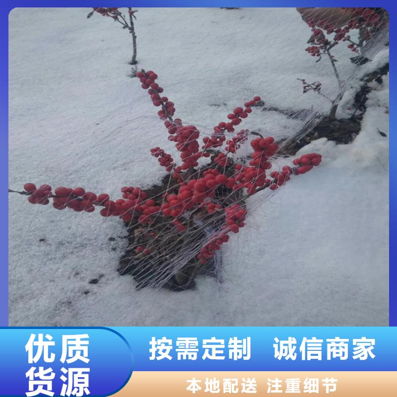 石榴树视频-石榴树-福建省龙岩市该地制造商-武平|连城|莆田|宁德|南平|漳州|福州