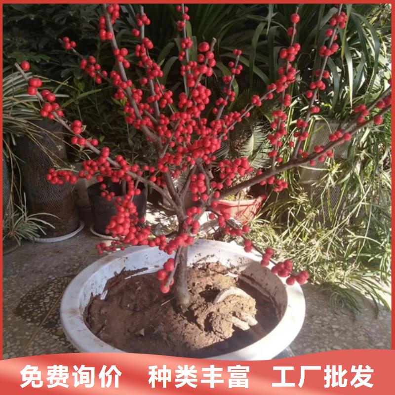 北美冬青櫻桃苗工期短發(fā)貨快