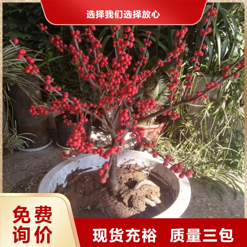 北美冬青櫻桃苗物流配送