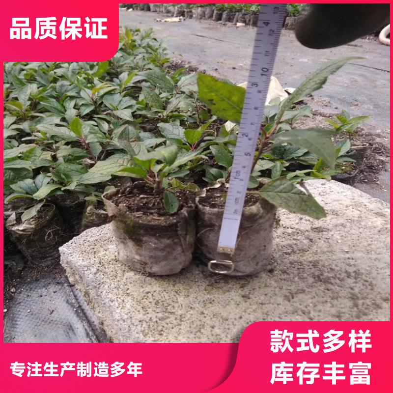 石榴树视频-辽宁省铁岭市轩园石榴树可服务区域调兵山|开原|鞍山|辽阳|大连|葫芦岛|本溪|营口等