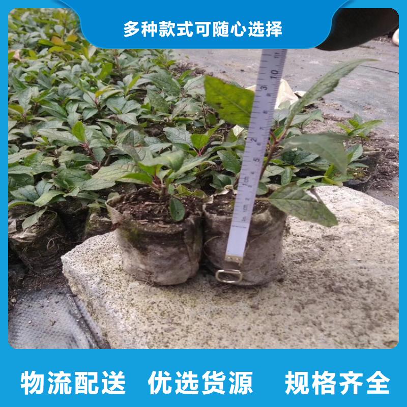 北美冬青板栗苗优良材质