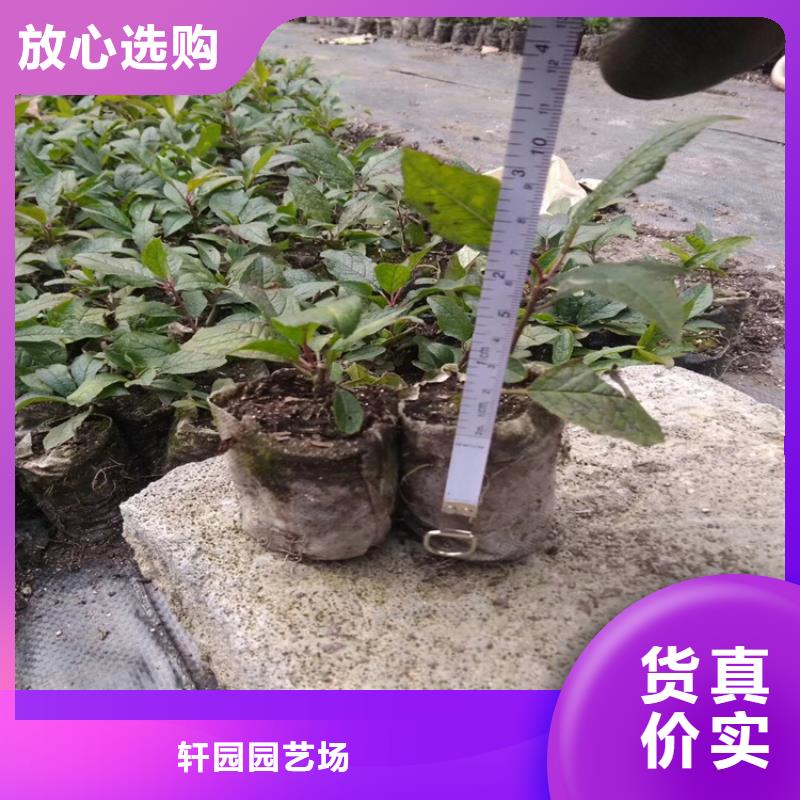 石榴树视频-辽宁省铁岭市轩园石榴树可服务区域调兵山|银州|本溪|营口|辽阳|鞍山|葫芦岛等