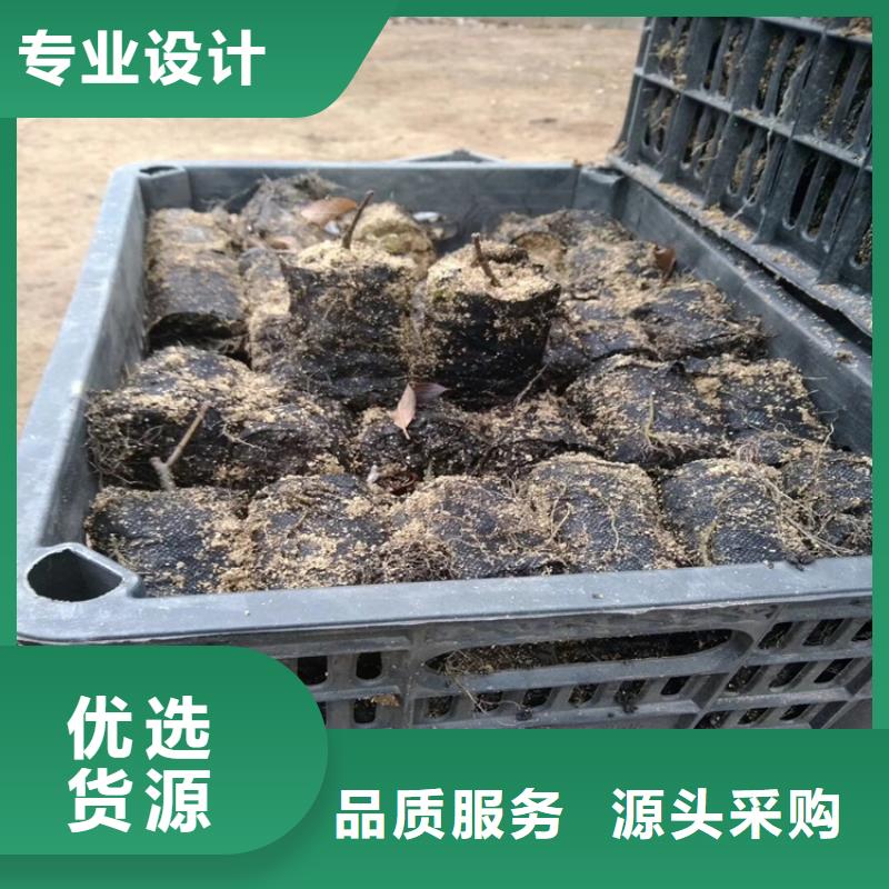 北美冬青【桃樹苗】優選原材