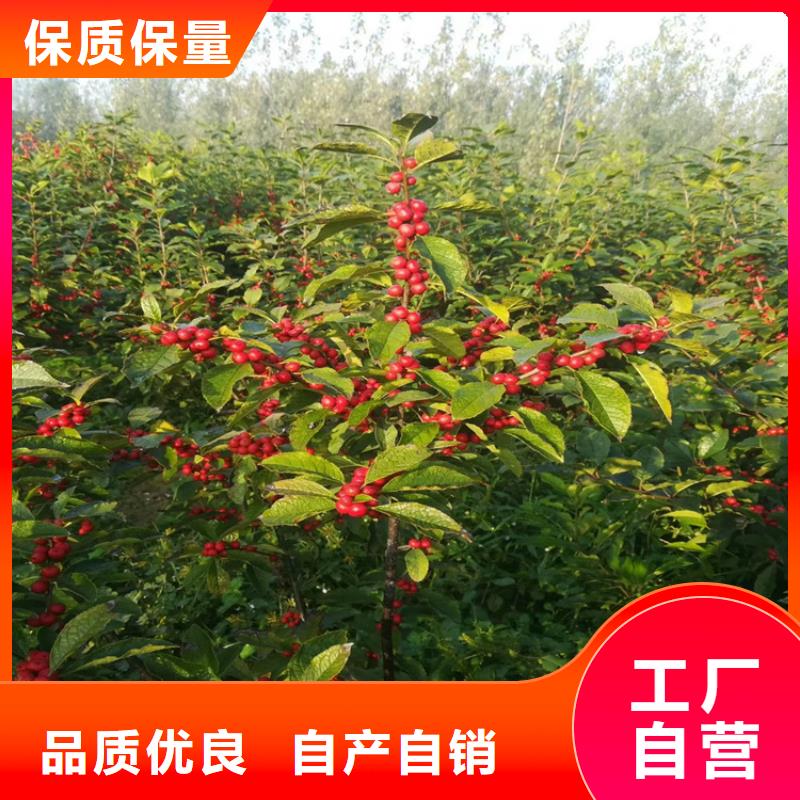石榴树视频-石榴树-福建省龙岩市该地制造商-武平|连城|莆田|宁德|南平|漳州|福州