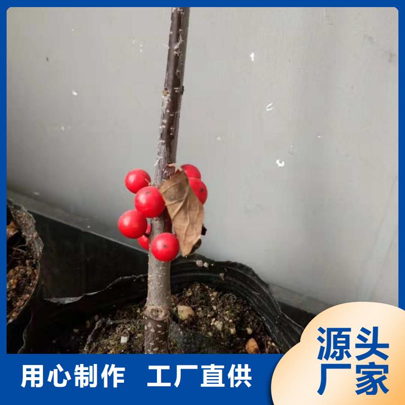 石榴树视频-辽宁省铁岭市轩园石榴树可服务区域调兵山|银州|本溪|营口|辽阳|鞍山|葫芦岛等